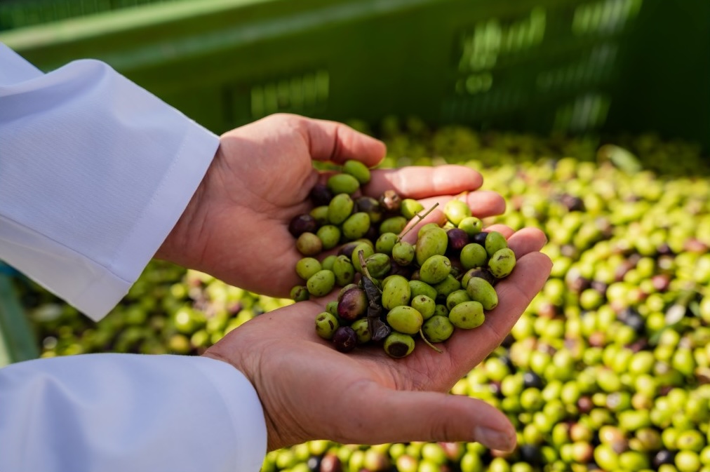 Hands holding freshly harvested olives - liquid gold
